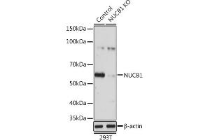 Western blot analysis of extracts from normal (control) and NUCB1 knockout (KO) 293T cells, using NUCB1 antibody (ABIN1681132, ABIN3018387, ABIN3018388 and ABIN6220455) at 1:3000 dilution. (Nucleobindin 1 抗体  (AA 302-461))