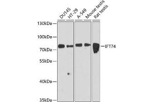 Western blot analysis of extracts of various cell lines, using IFT74 antibody (ABIN6127640, ABIN6142220, ABIN6142222 and ABIN6216400) at 1:3000 dilution. (IFT74 抗体  (AA 1-372))