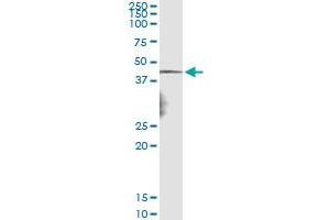 Immunoprecipitation of NDN transfected lysate using anti-NDN monoclonal antibody and Protein A Magnetic Bead , and immunoblotted with NDN MaxPab rabbit polyclonal antibody. (NDN 抗体  (AA 222-321))