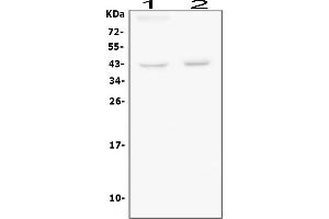 anti-BMI1 Polycomb Ring Finger Oncogene (BMI1) (AA 135-165), (Middle Region) antibody