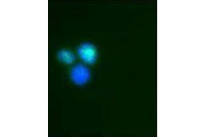 Immunofluorescence (IF) image for anti-Interferon Regulatory Factor 9 (IRF9) antibody (ABIN2666230) (IRF9 抗体)