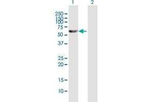 Western Blot analysis of TXNRD1 expression in transfected 293T cell line by TXNRD1 MaxPab polyclonal antibody. (TXNRD1 抗体  (AA 1-497))