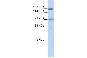 Western Blotting (WB) image for anti-AF4/FMR2 Family, Member 2 (AFF2) antibody (ABIN2458294) (AFF2 抗体)