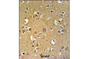 TUBB2C Antibody IHC analysis in formalin fixed and paraffin embedded human brain tissue followed by peroxidase conjugation of the secondary antibody and DAB staining. (TUBB2C 抗体  (AA 99-125))