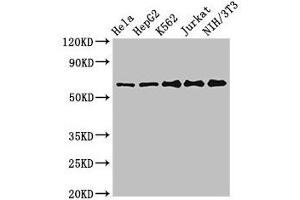 Western Blot Positive WB detected in: Hela whole cell lysate, HepG2 whole cell lysate, K562 whole cell lysate, Jurkat whole cell lysate, NIH/3T3 whole cell lysate All lanes: CPSF6 antibody at 3 μg/mL Secondary Goat polyclonal to rabbit IgG at 1/50000 dilution Predicted band size: 60, 64, 53 kDa Observed band size: 60 kDa (CPSF6 抗体  (AA 186-226))