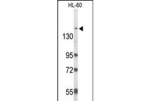 Western blot analysis of RAB3G Antibody (C-term) (ABIN6244093 and ABIN6579059) in HL-60 cell line lysates (35 μg/lane). (RAB3GAP2 抗体  (C-Term))