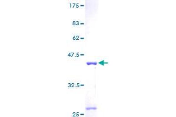 MRPS6 Protein (AA 1-125) (GST tag)