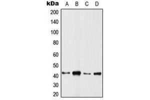 Western blot analysis of ARFIP1 expression in HeLa (A), SP2/0 (B), PC12 (C), rat muscle (D) whole cell lysates. (ARFIP1 抗体  (C-Term))