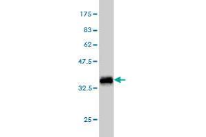 Western Blot detection against Immunogen (36. (TEK 抗体  (AA 701-800))