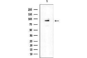 anti-EPH Receptor A7 (EPHA7) (Internal Region) antibody