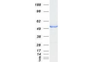 Western Blotting (WB) image for WAS/WASL Interacting Protein Family, Member 1 (WIPF1) (Transcript Variant 1) protein (Myc-DYKDDDDK Tag) (ABIN2735595)