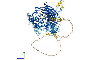 AlphaFold protein structure predicition of Mouse Recombinant Nphp1 Protein, UniprotID Q9QY53