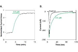ATX-II-ATTO Fluor-647N enhances the current of NaV1. (ATX-II peptide (Atto 647N))