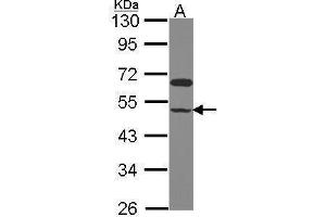 WB Image Sample (30 ug of whole cell lysate) A: Hela 10% SDS PAGE antibody diluted at 1:1000 (GCOM1 抗体  (C-Term))
