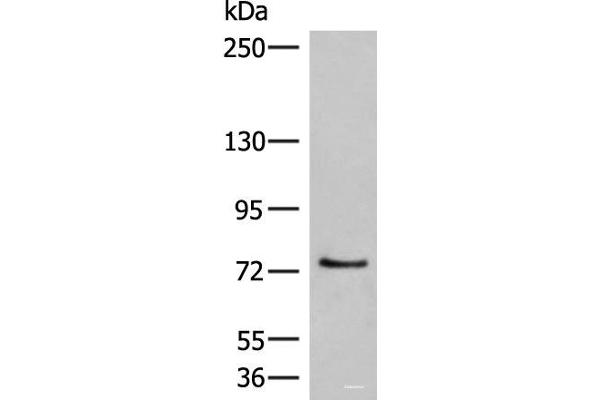MCMBP antibody