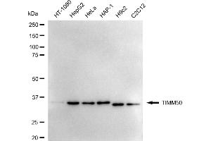 Western blotting analysis using TIMM50 antibody (ABIN7800616).