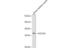 Western blot analysis of extracts of Mouse skeletal muscle using SULT2A1 Polyclonal Antibody at dilution of 1:2000. (SULT2A1 抗体)