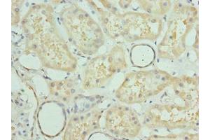 Immunohistochemistry of paraffin-embedded human kidney tissue using ABIN7165075 at dilution of 1:100