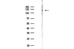 Western blot analysis of lysates from Mouse testis, using LAM Antibody at 1/1000 dilution.
