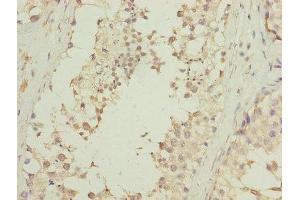 Immunohistochemistry of paraffin-embedded human testis tissue using ABIN7145131 at dilution of 1:100 (DNALI1 抗体  (AA 1-258))