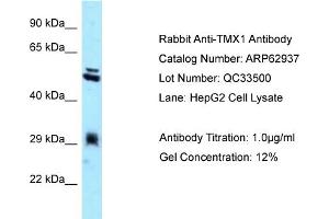 Western Blotting (WB) image for anti-Thioredoxin-Related Transmembrane Protein 1 (TMX1) (C-Term) antibody (ABIN971897) (TMX1 抗体  (C-Term))