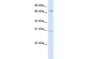 Western Blotting (WB) image for anti-Olfactory Receptor, Family 6, Subfamily C, Member 75 (OR6C75) (Middle Region) antibody (ABIN2781900)