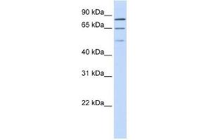 ZNF699 antibody used at 0. (ZNF699 抗体  (N-Term))