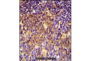 MUTED Antibody immunohistochemistry analysis in formalin fixed and paraffin embedded human tonsil tissue followed by peroxidase conjugation of the secondary antibody and DAB staining. (MUTED 抗体  (AA 40-68))