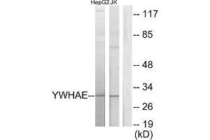Western Blotting (WB) image for anti-14-3-3 epsilon (YWHAE) (C-Term) antibody (ABIN1850142) (YWHAE 抗体  (C-Term))