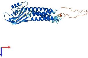DUOXA2 Protein (AA 1-320) (His tag)