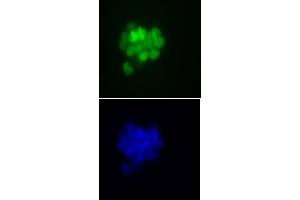 Immunofluorescence (IF) image for anti-Nanog Homeobox (NANOG) (AA 2-25) antibody (ABIN6972401)
