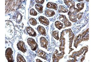 IHC-P Image EIF3F antibody [N1C3] detects EIF3F protein at nucleus on mouse intestine by immunohistochemical analysis. (EIF3F 抗体)