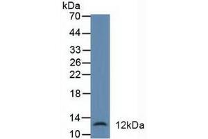 Figure. (alpha Defensin 1 抗体  (AA 20-94))