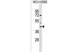 NPBWR1 Antibody (C-term) (ABIN1536870 and ABIN2849843) western blot analysis in NCI- cell line lysates (35 μg/lane). (NPBWR1 抗体  (C-Term))