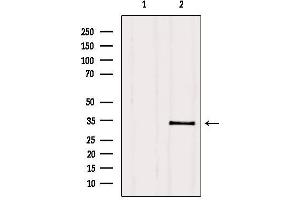 Western blot analysis of extracts from HepG2, using PMM2 Antibody. (PMM2 抗体  (C-Term))