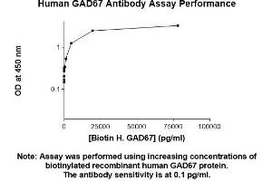 Image no. 2 for anti-Glutamate Decarboxylase 1 (Brain, 67kDa) (GAD1) (AA 1-594) antibody (ABIN5566519) (GAD 抗体  (AA 1-594))