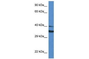 Western Blot showing NQO1 antibody used at a concentration of 1 ug/ml against HT1080 Cell Lysate (NQO1 抗体  (Middle Region))