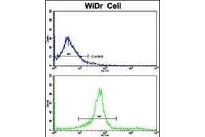 Flow cytometric analysis of widr cells using KLC1 Antibody (Center)(bottom histogram) compared to a negative control cell (top histogram). (KLC1 抗体  (AA 389-415))