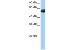 NOVA1 antibody used at 0. (NOVA1 抗体  (C-Term))