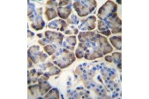 Immunohistochemistry (Paraffin-embedded Sections) (IHC (p)) image for anti-Potassium Channel, Subfamily V, Member 2 (KCNV2) (AA 477-507), (C-Term) antibody (ABIN953019)