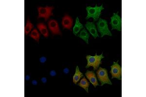 ABIN6257712 and ABIN6273523 staining HepG2 cells by IF/ICC. (IFRD1 抗体  (N-Term))