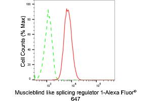 Flow cytometric analysis of Muscleblind like splicing regulator 1 expression in HT- cells using Muscleblind like splicing regulator 1 antibody (ABIN7799497), 1:2,000). (Recombinant MBNL1 抗体)