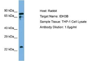 Host: Rabbit Target Name: IDH3B Sample Type: THP-1 Whole Cell lysates Antibody Dilution: 1. (IDH3B 抗体  (C-Term))