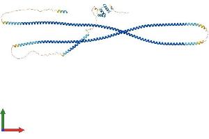 AlphaFold protein structure predicition of Mouse Recombinant Golga1 Protein, UniprotID Q9CW79
