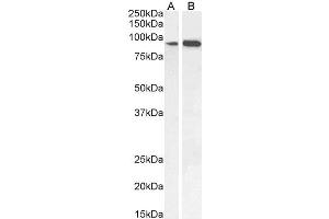 ABIN185555 (0. (IFT88 抗体  (C-Term))