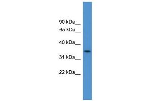WB Suggested Anti-C4orf19  Antibody Titration: 0. (C4orf19 抗体  (N-Term))