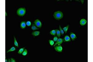Immunofluorescence (IF) image for anti-RAS P21 Protein Activator (GTPase Activating Protein) 1 (RASA1) (AA 201-500) antibody (ABIN7167144)