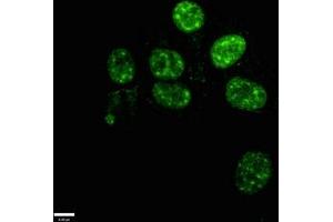 Immunofluorescence (IF) image for anti-Nanog Homeobox (NANOG) (AA 1-305) antibody (ABIN7155816)