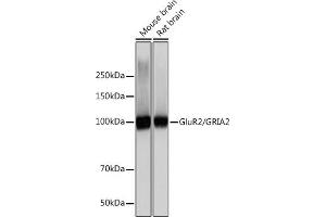 Western blot analysis of extracts of various cell lines, using GluR2/GRI Rabbit mAb (ABIN7267414) at 1:1000 dilution. (GRIA2 抗体)