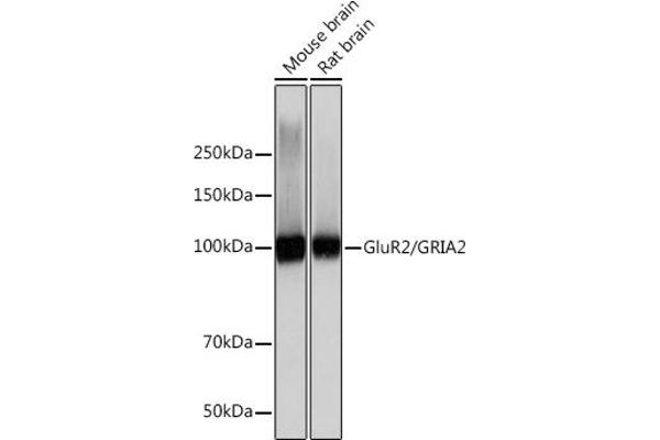 GRIA2 抗体